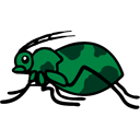 Aphids