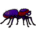 arana